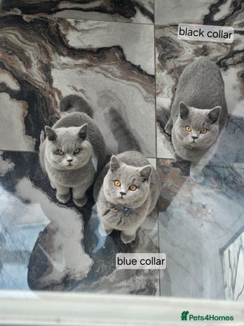British Shorthair cats GCCF British shorthair kittens - Advert 12