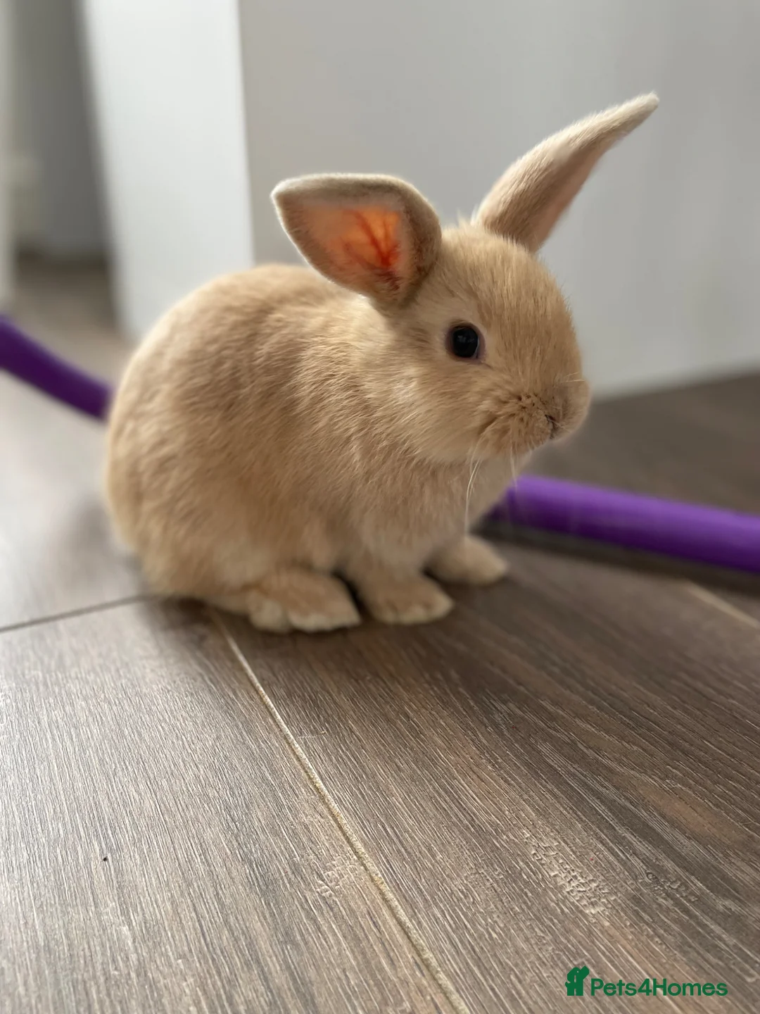 Mini Lop rabbits for sale: Mini lop x  in Pontypridd - Advert 2
