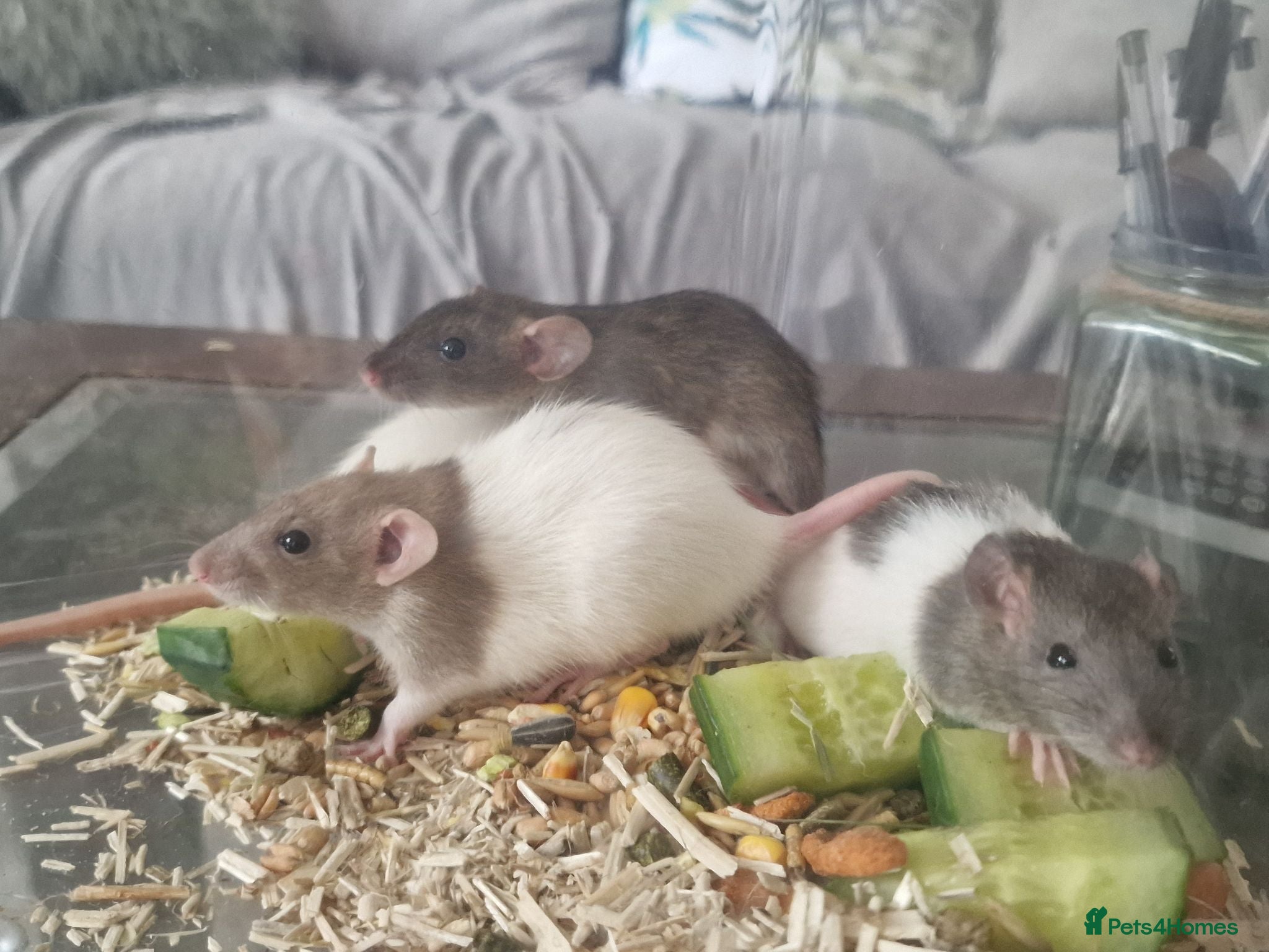 Rat rodents Beautiful full size and dwarf rats  - Advert 2