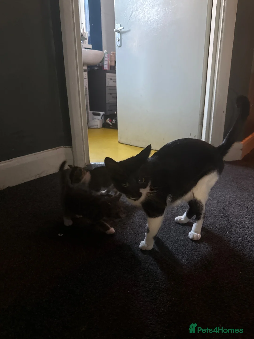 Mixed Breed cats for sale: Beautiful tabby kittens - Advert 7