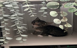 Mixed Breed cats for sale: 3 playful kittens  - Image 13