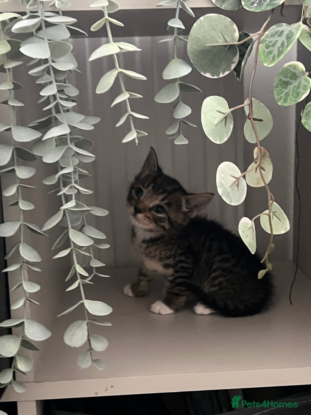 Mixed Breed cats for sale: 3 playful kittens  - Image 13