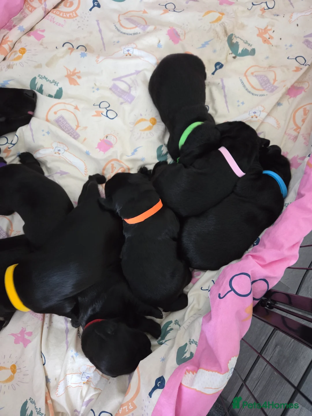 Labrador Retriever dogs for sale: Labrador puppys - Advert 9