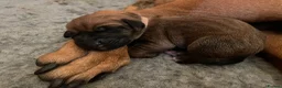 Rhodesian Ridgeback dogs for sale: Born 8th May/KC reg/Family pet/Waiting list open  - Advert 5
