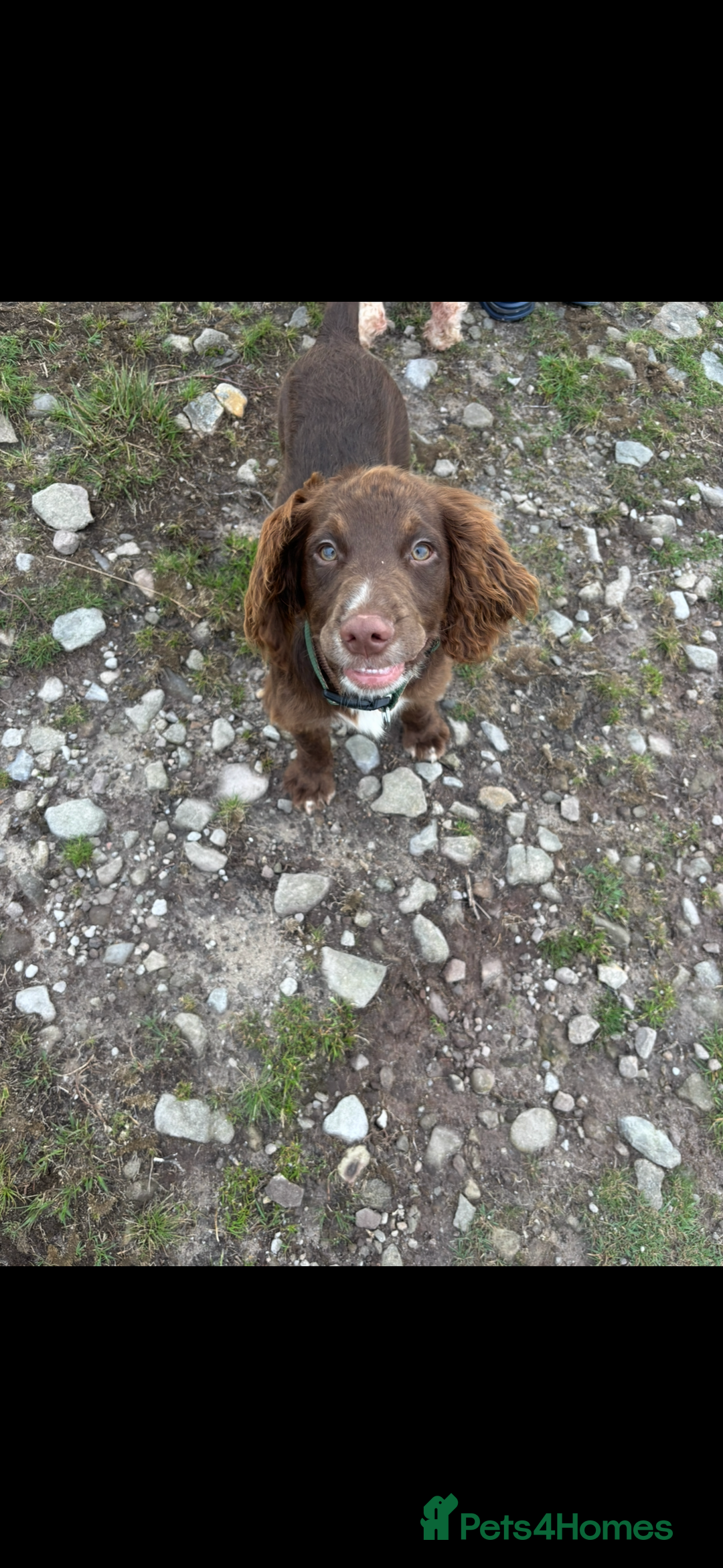 Cocker Spaniel dogs for sale: Ralph Cocker Spaniel 8 Months old - Image 2