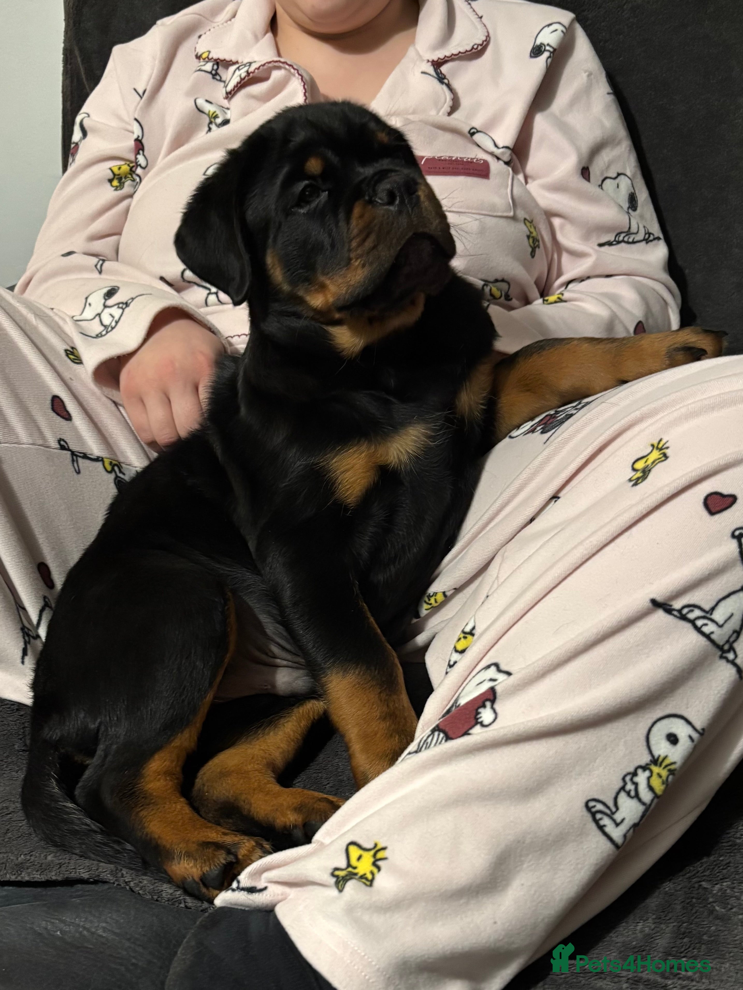 Rottweiler dogs Top Quality KC Health Tested Rottweiler Puppies  - Advert 11