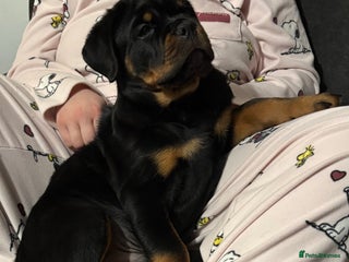 Rottweiler dogs Top Quality KC Health Tested Rottweiler Puppies - Advert 13