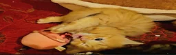 Mixed Breed cats for sale: Elven Bengal Kittens  - Advert 39