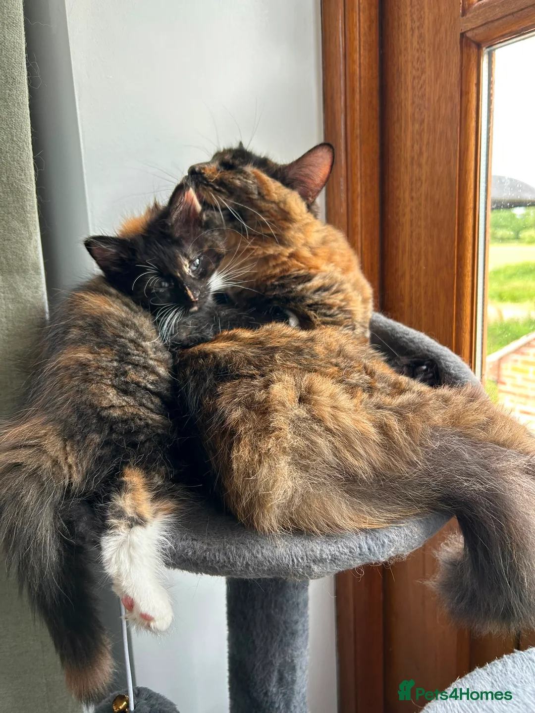 Domestic Shorthair cats for sale: Beautiful Bonded Kittens– Priced as Pairs Only 🐾  - Advert 2