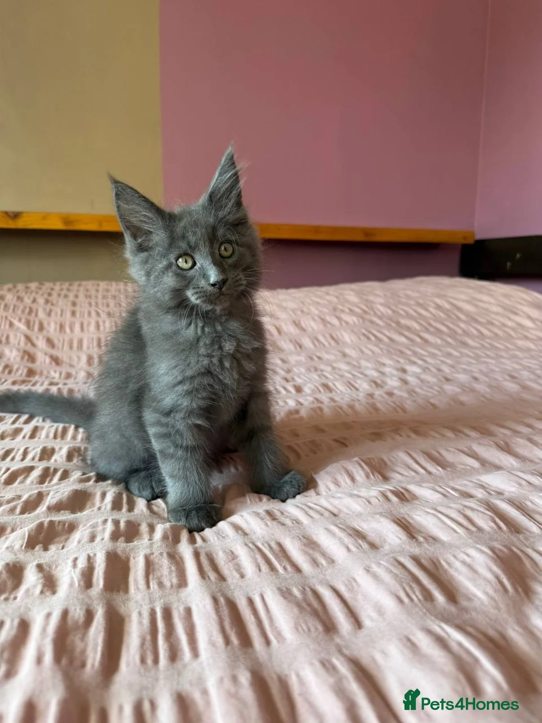 Maine Coon cats for sale: TICA registered purebred Main Coon Kittens - Advert 2