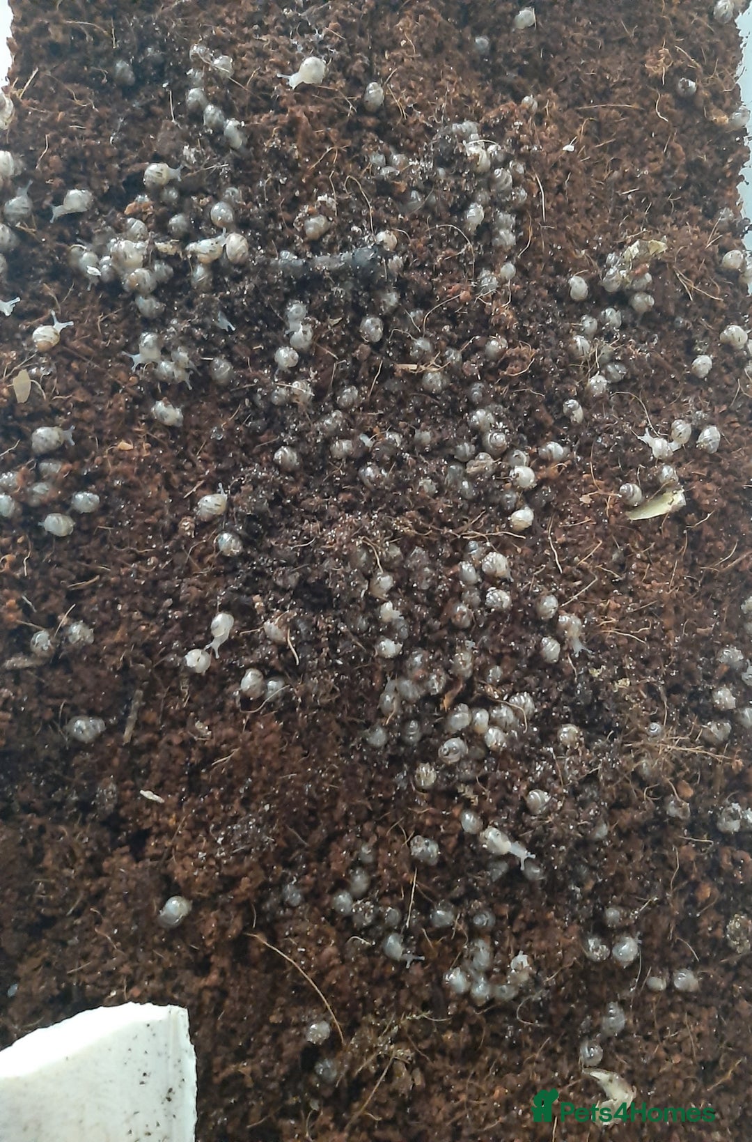 Snails invertebrates for sale: Giant African land snails (Achatina  fulica) - Image 3