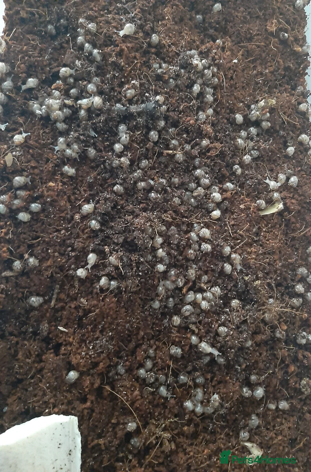 Snails invertebrates for sale: Giant African land snails (Achatina  fulica) - Advert 4