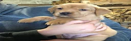 Labrador Retriever dogs for sale: Adorable KC Fox Red Lab Puppies - Advert 3