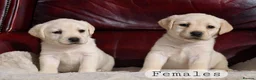 Labrador Retriever dogs for sale: KC REG HEALTH TESTED LABRADOR PUPPYS QUALITY LINES - Advert 20