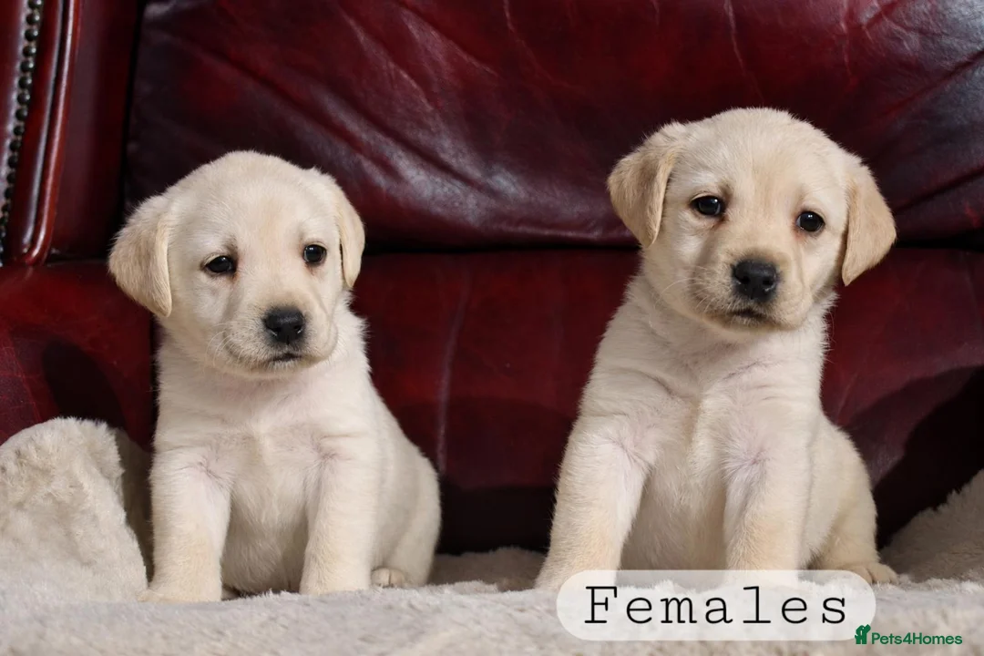 Labrador Retriever dogs for sale: KC REG HEALTH TESTED LABRADOR PUPPYS QUALITY LINES - Advert 20