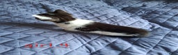 Domestic Shorthair cats for sale: 3 gorgeous kittens for sale - Advert 18