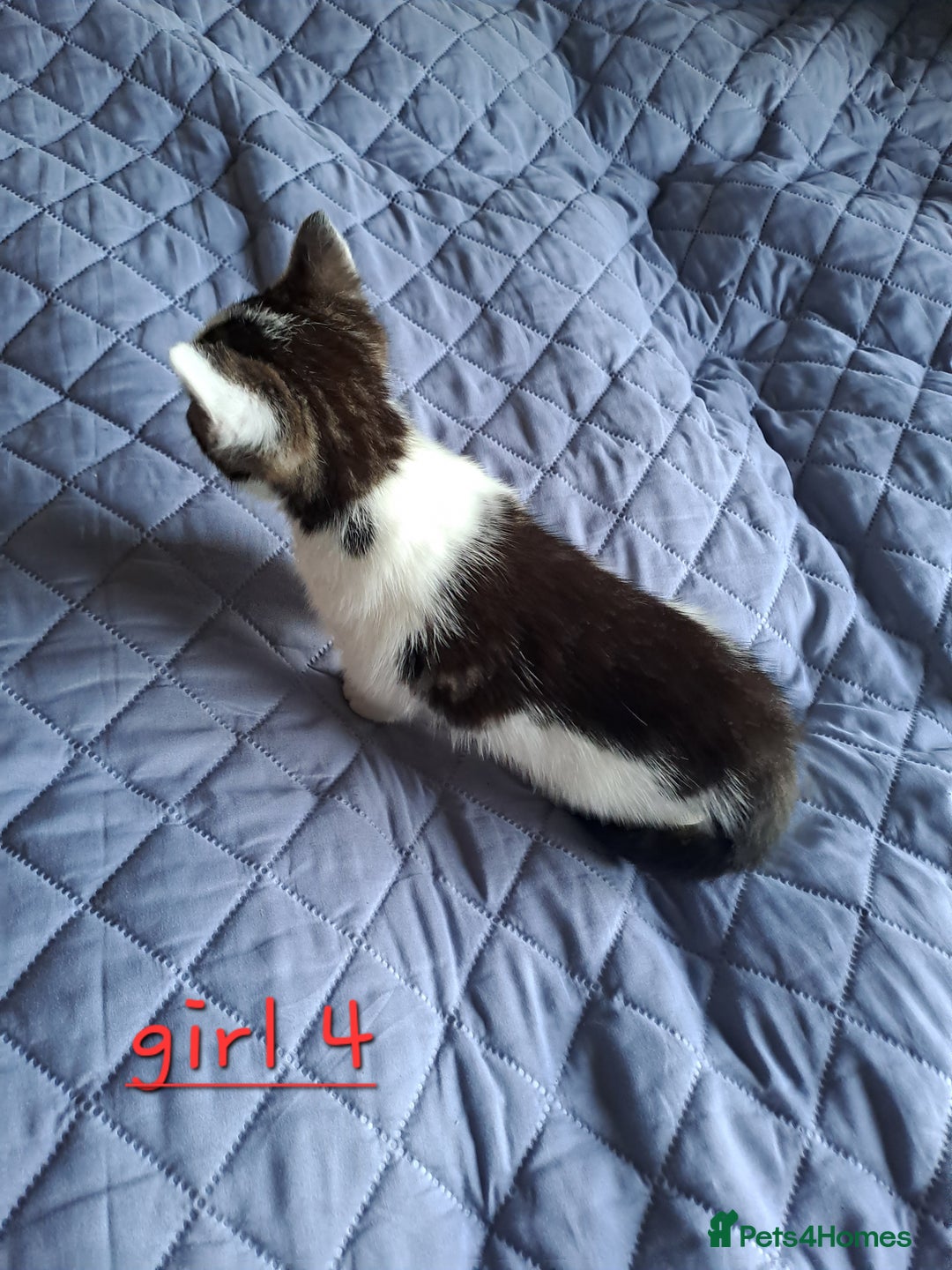 Domestic Shorthair cats for sale: 3 gorgeous kittens for sale - Advert 18