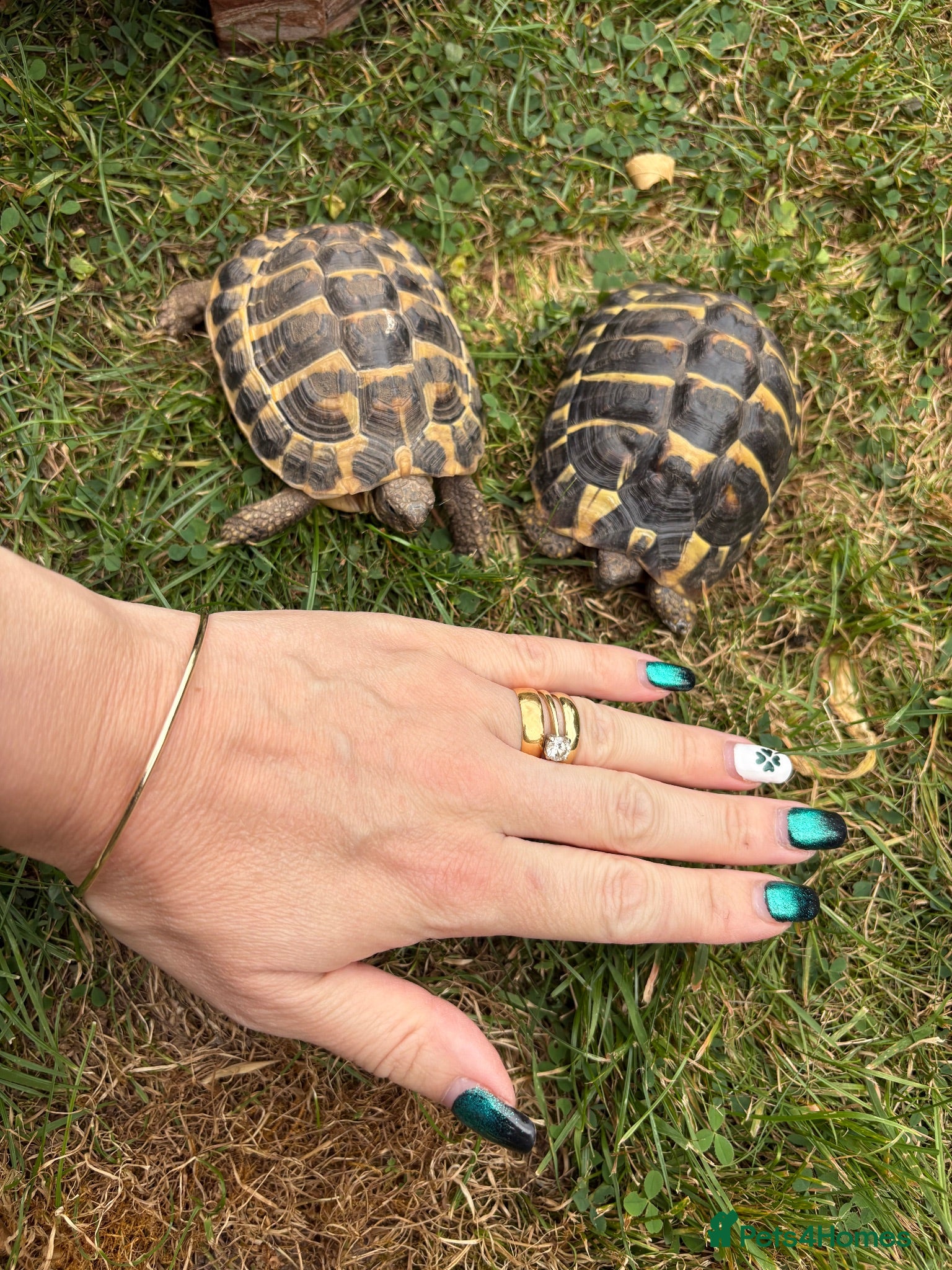 Tortoise reptiles 2 Female Tortoise - Advert 5