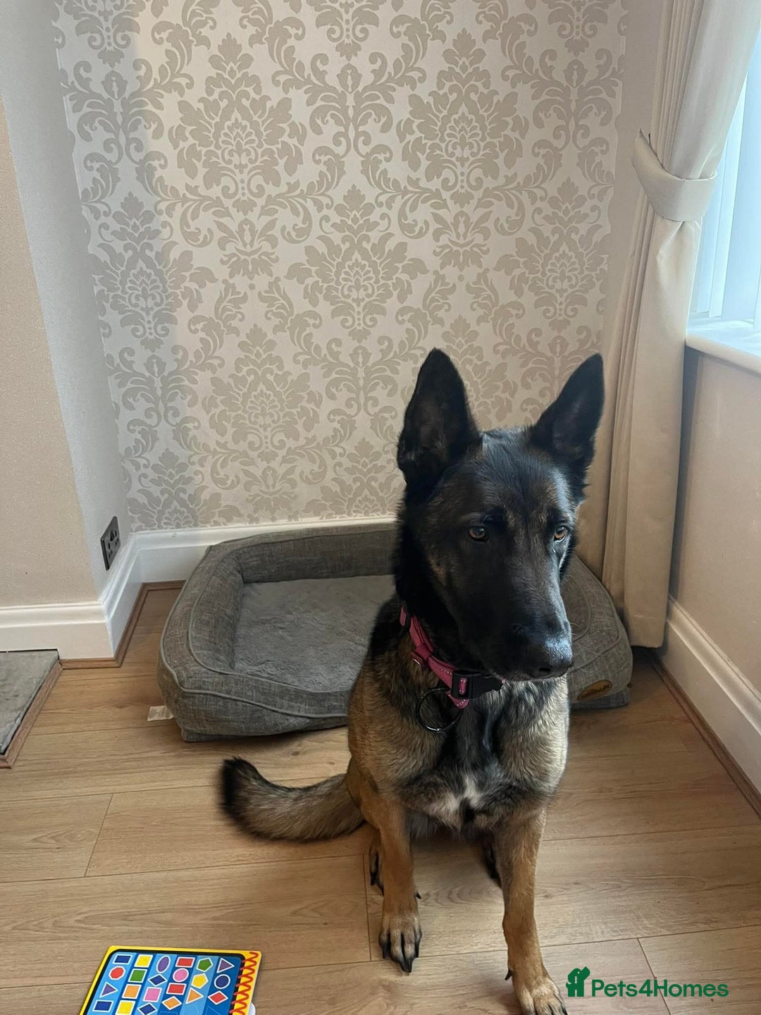 Mixed Breed dogs for sale: 2 female mal x  - Advert 3