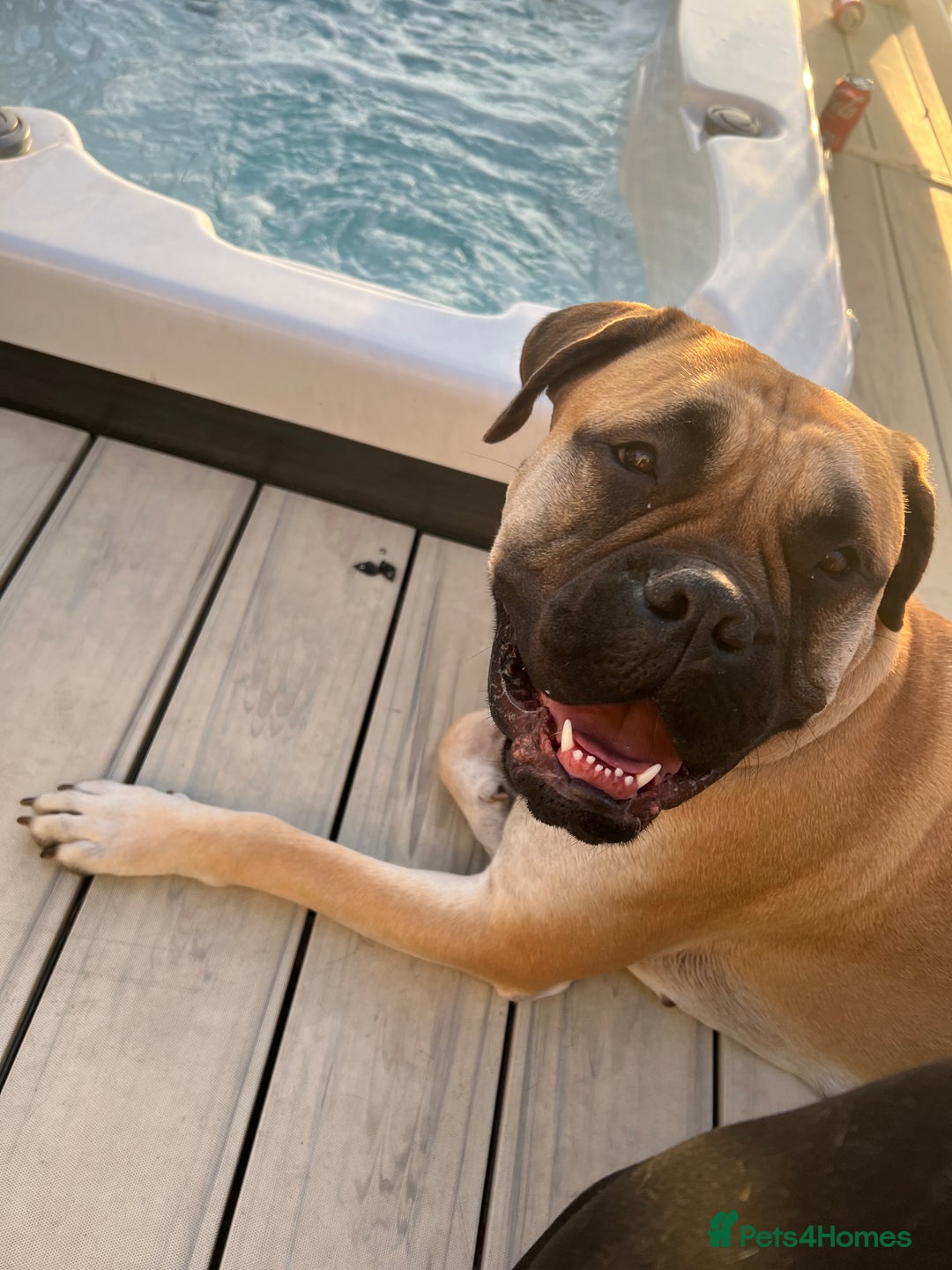 Mixed Breed dogs for sale: American Staff x Bullmastiff Pups  - Image 16