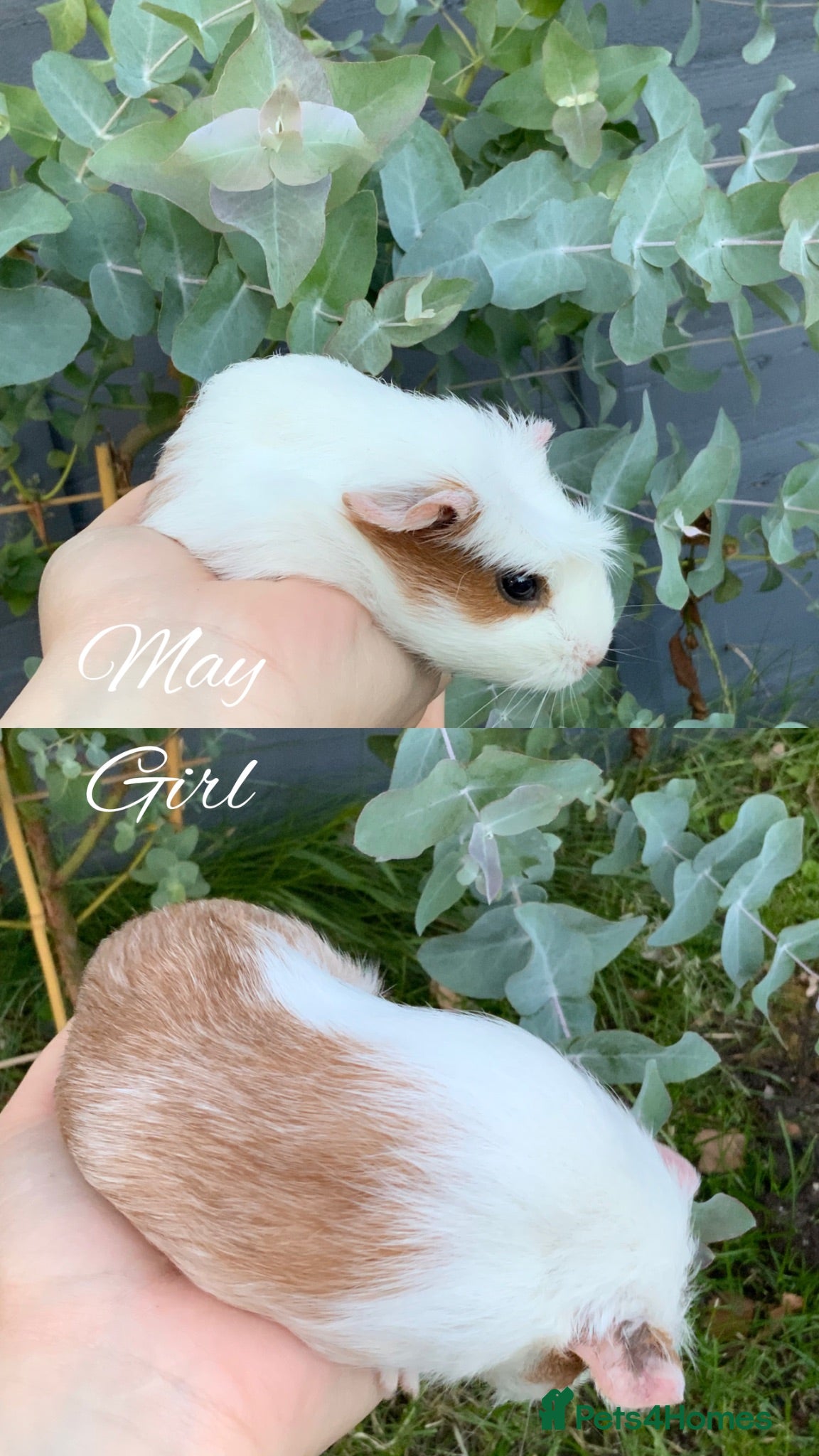 Guinea Pig rodents Baby guinea pigs for sale - Advert 4