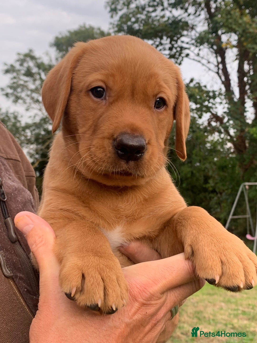 Labrador Retriever dogs for sale: Red Fox Labrador Puppies  - Image 4