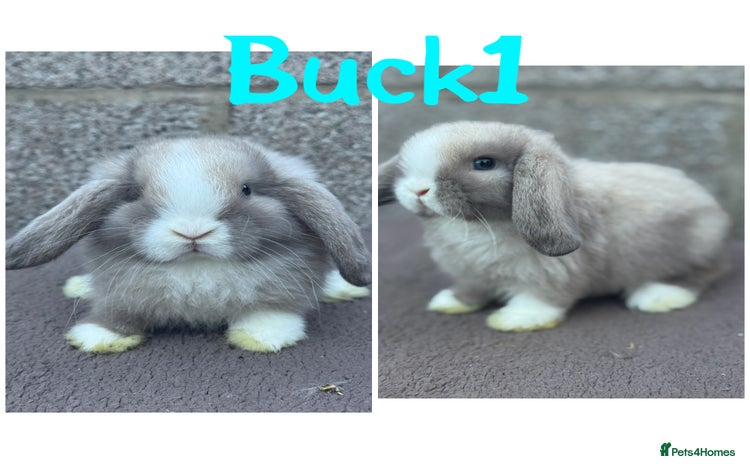 Mini Lop rabbits - Advert 1