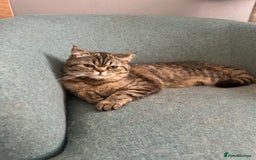 Persian cats for sale: Persian exotic cats - new homes needed - Image 22