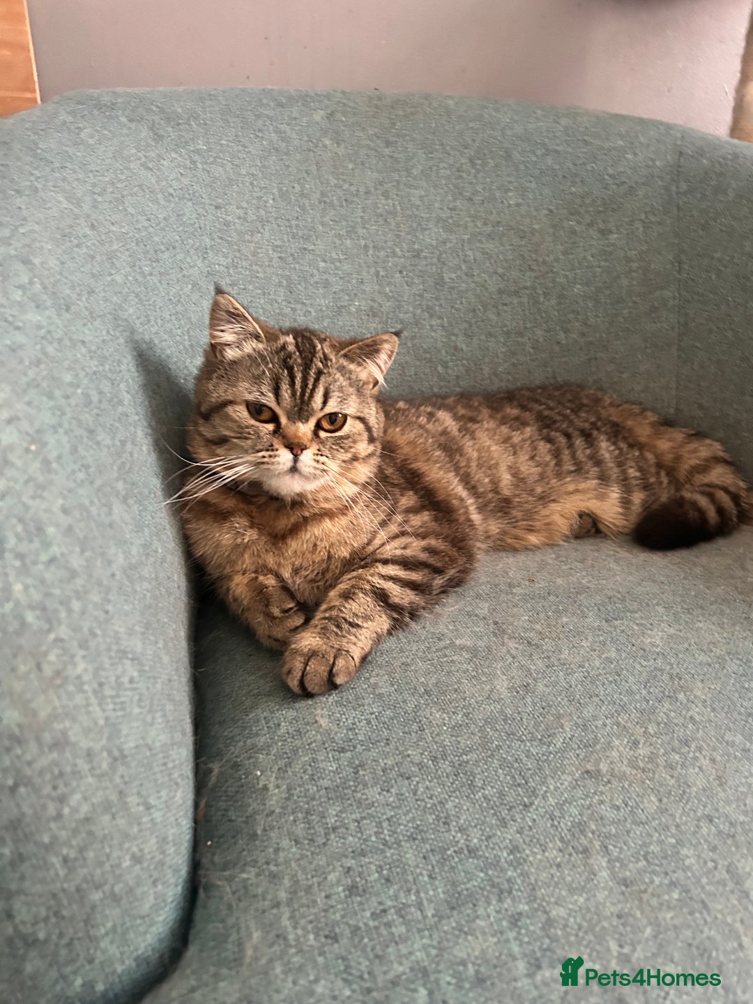 Persian cats for sale: Persian exotic cats - new homes needed - Image 22