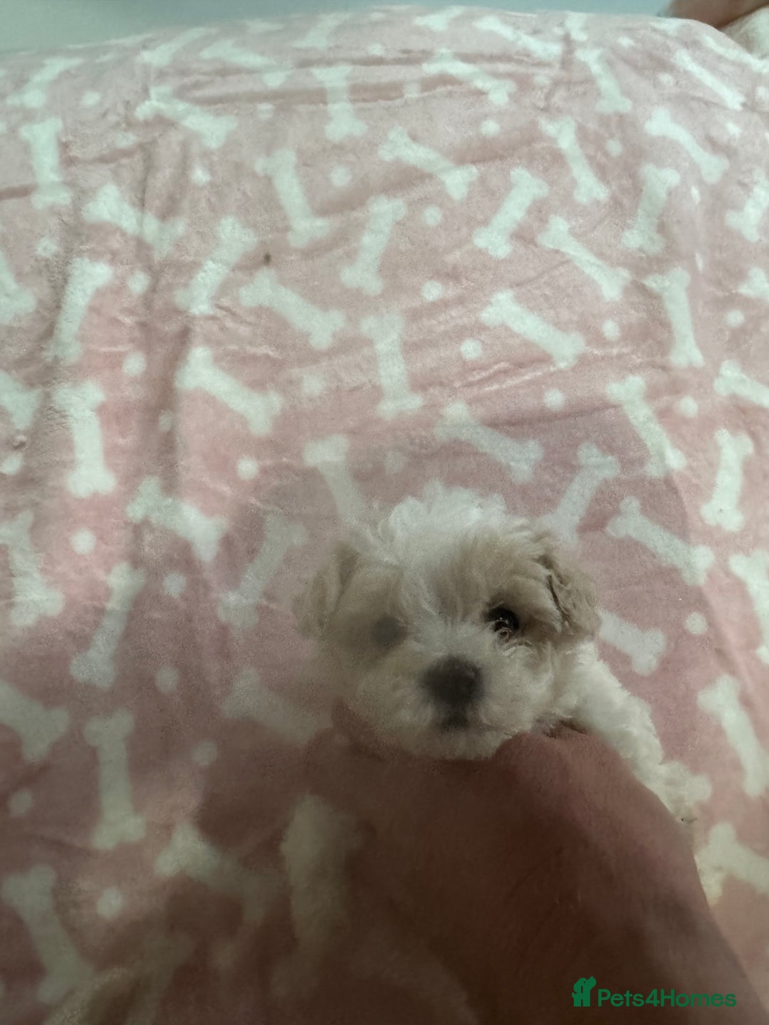 Maltipoo dogs for sale: Multipoo  - Image 5