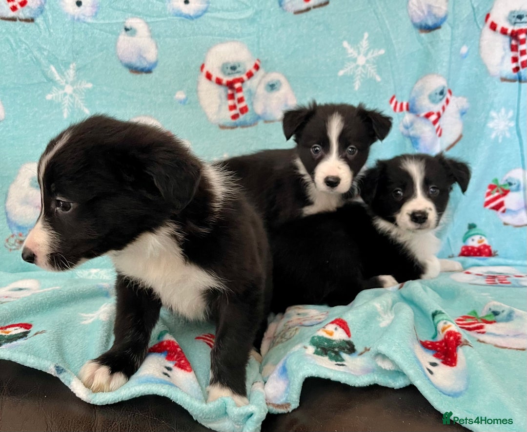 Border Collie dogs for sale: PEDIGREE ISDS & KC BORDER COLLIE PUPS - Image 11