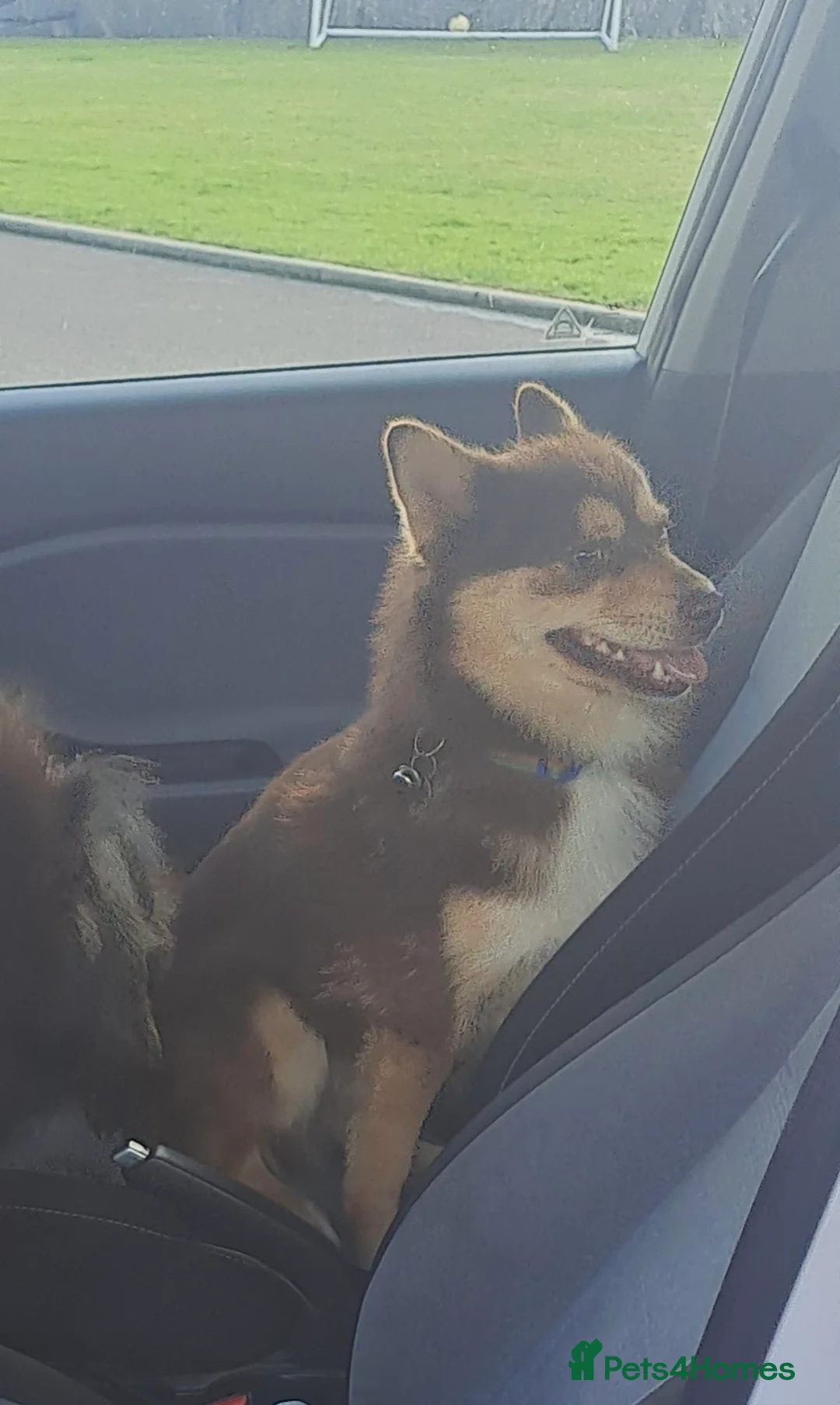 Pomsky dogs for sale: 5 Fluffy Pomsky pups- Ready Now - Advert 14