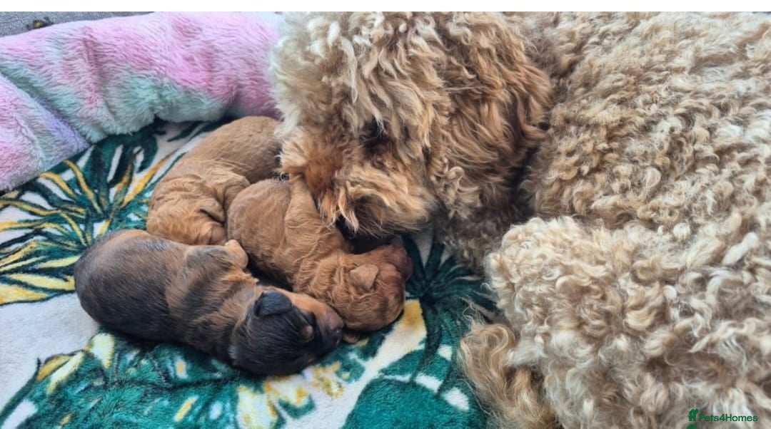 Mixed Breed dogs Australian Labradoodle / Cockapoo  - Advert 2