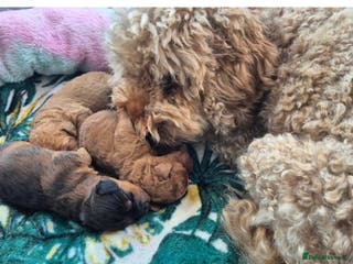 Mixed Breed dogs Australian Labradoodle / Cockapoo - Advert 2