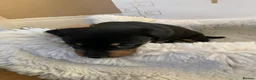 Dachshund dogs for sale: Lola’s puppy’s  - Advert 7