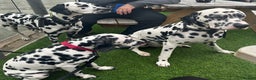Dalmatian dogs for sale: 🐾 Beautiful Dalmatian Puppies 🐶  - Advert 11