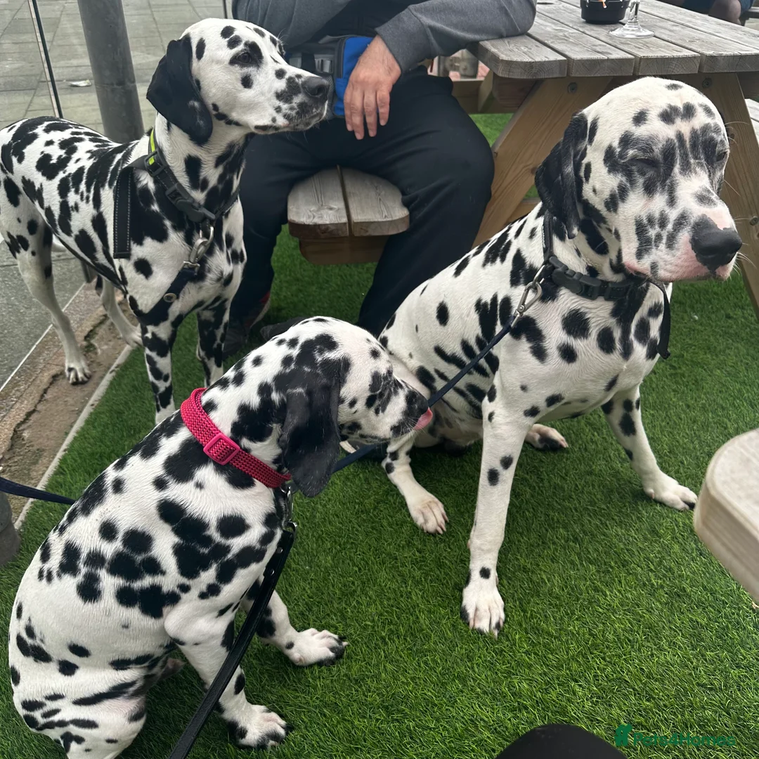 Dalmatian dogs for sale: 🐾Our Last Boy looking for forever home 🐶 💙 - Advert 11