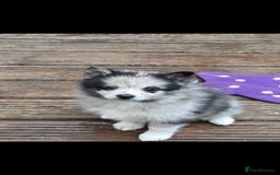 Pomsky dogs for sale: Beautiful female pomsky - Image 6