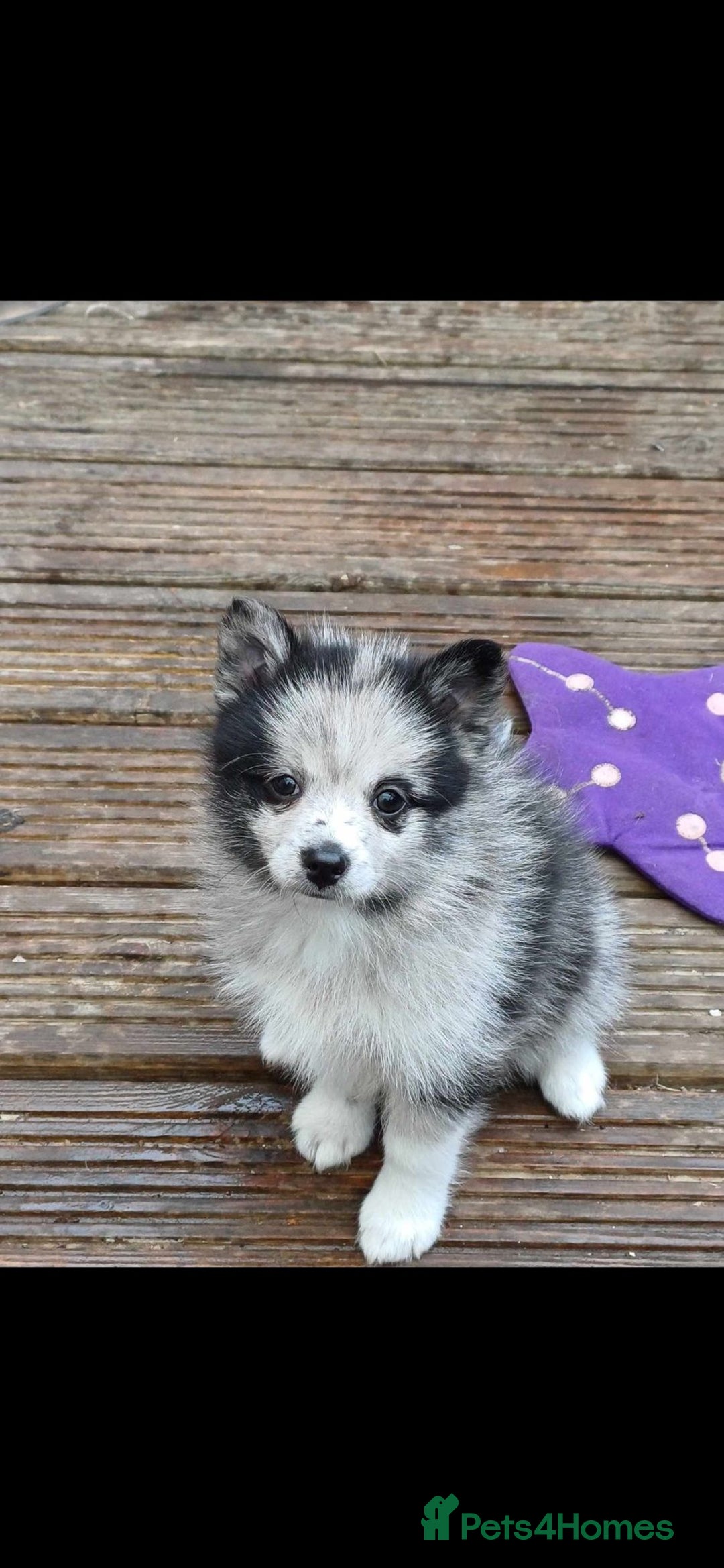 Pomsky dogs for sale: Beautiful female pomsky - Image 6