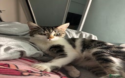 Domestic Shorthair cats for sale: Luna needs a new home! - Image 6