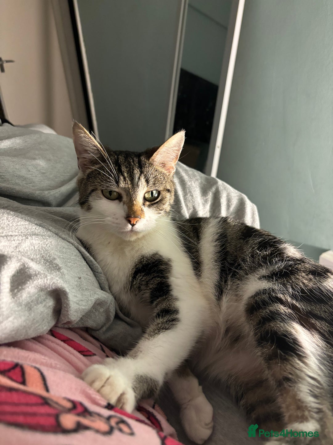 Domestic Shorthair cats for sale: Luna needs a new home! - Image 6
