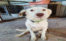 Labrador Retriever dogs for adoption: Milka - Image 1