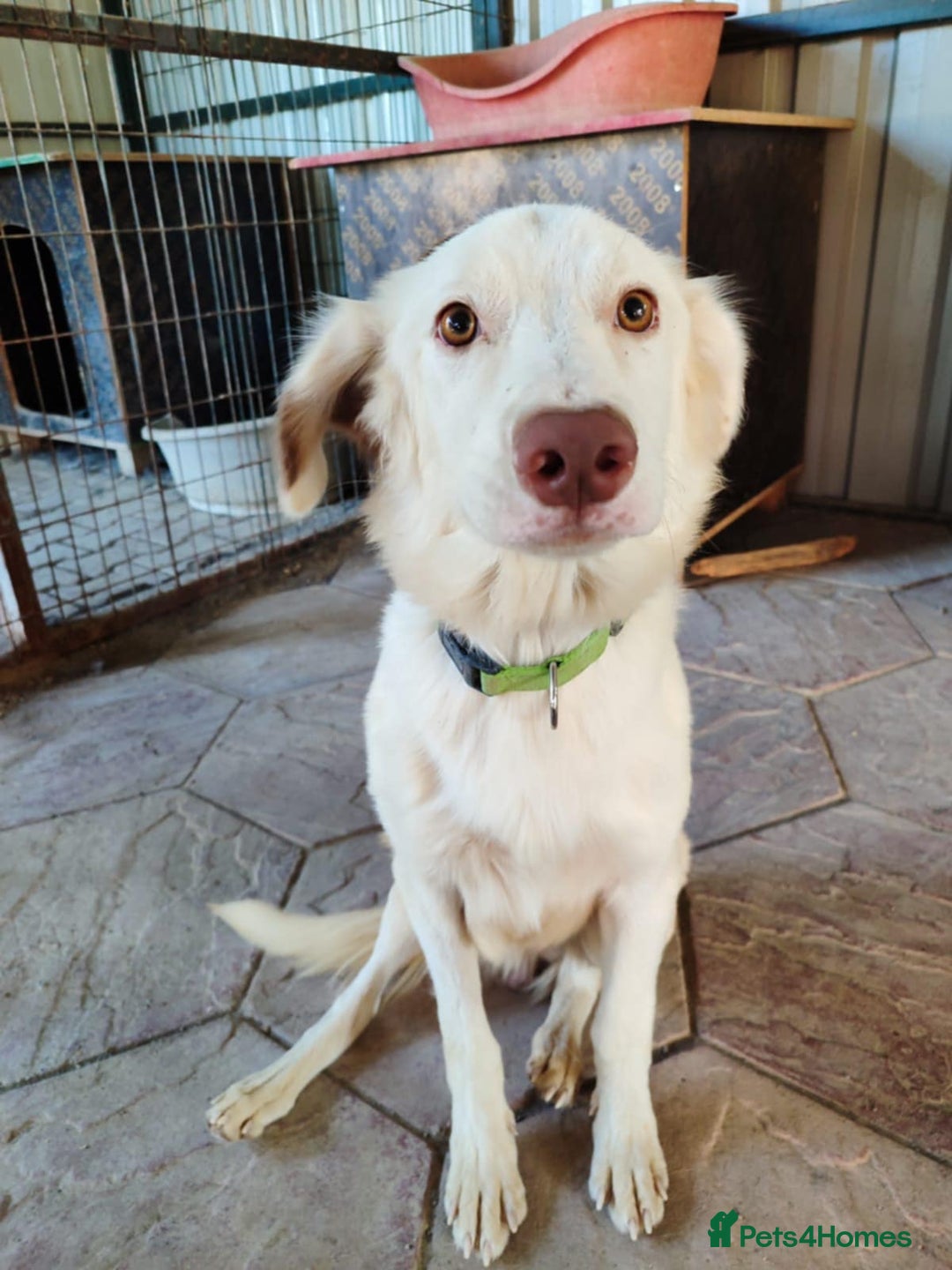 Labrador Retriever dogs for adoption: Milka - Image 1