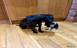 Mixed Breed dogs for sale: Beautiful mixed breed puppy - Image 8