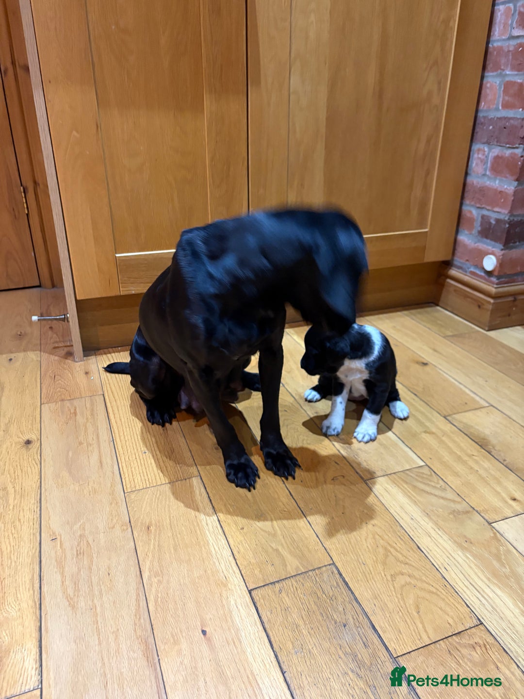 Mixed Breed dogs for sale: Beautiful mixed breed puppy - Image 8