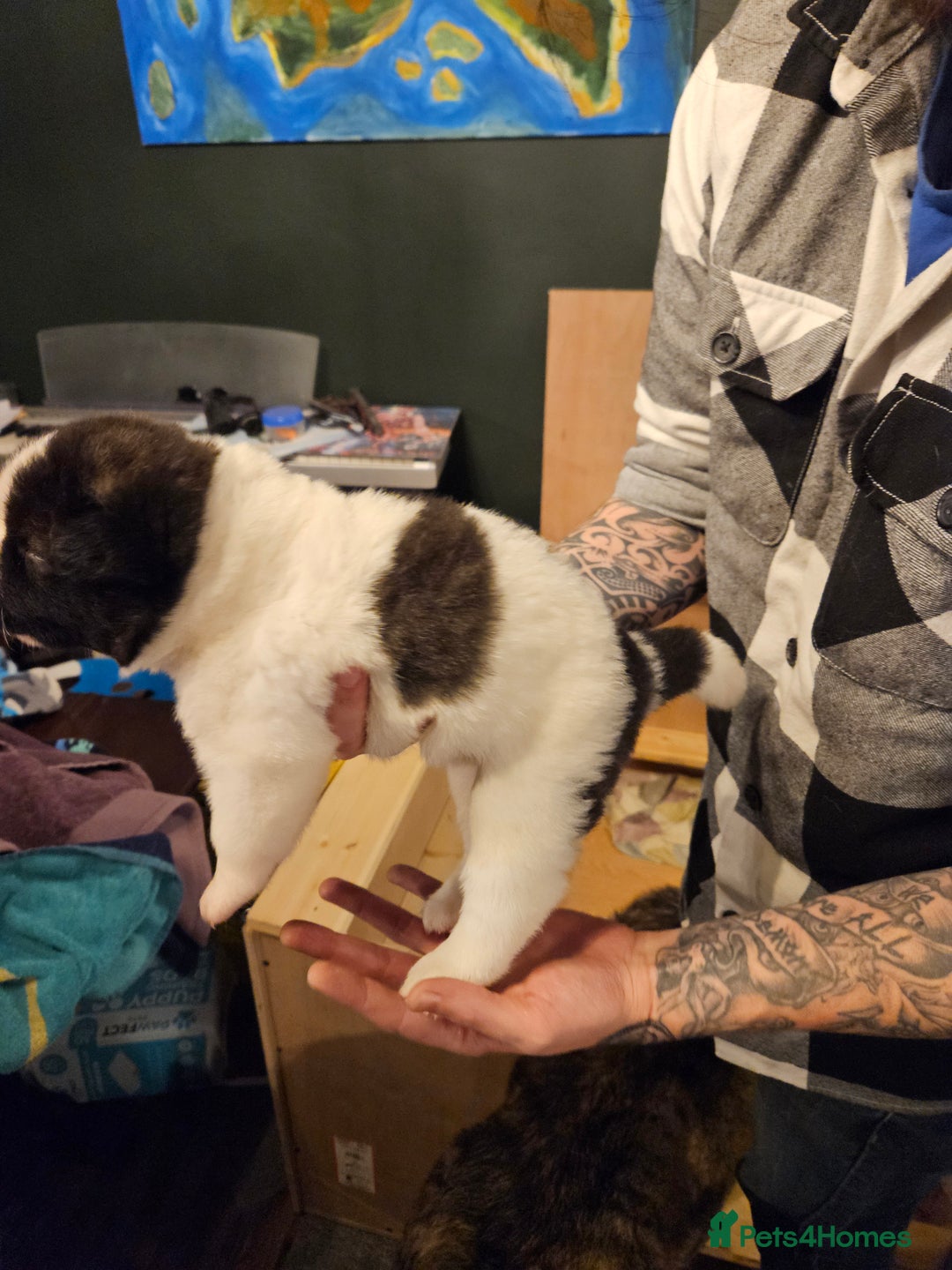 Akita dogs for sale: Beautiful Akita puppies - Advert 12