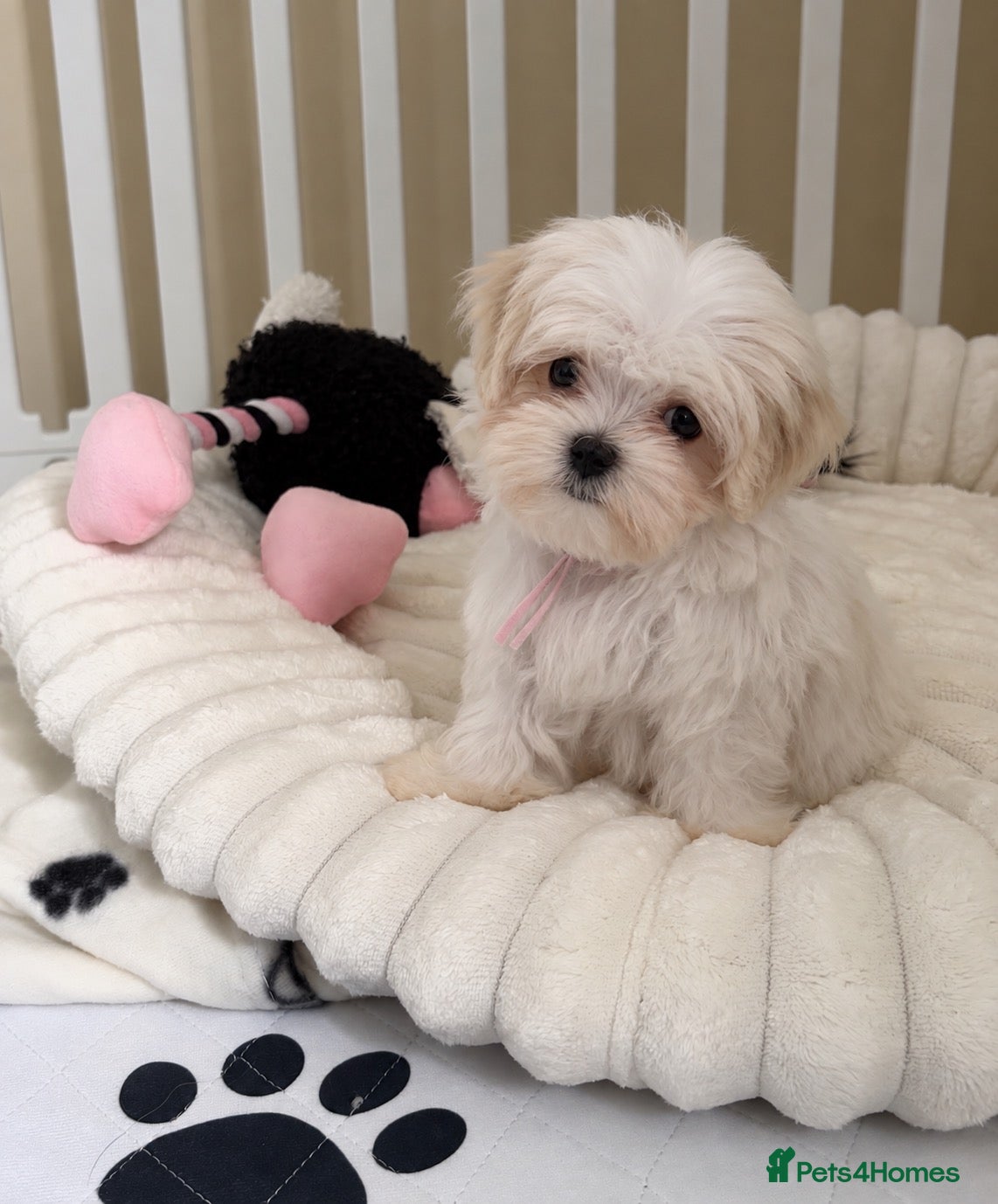 Maltese dogs 🐾 Beautiful Maltese puppies 🐾 - Advert 2