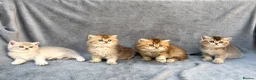 British Shorthair cats for sale: ✨Pedigree British shorthair/ longhair golden lilac - Advert 16
