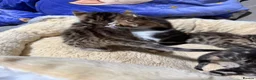 Mixed Breed cats for sale: Stunning bengal cross kittens - Advert 21