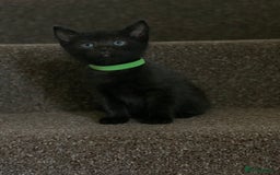 Russian Blue cats for sale: Beautiful Russian Blue x kittens READY NOW - Image 17